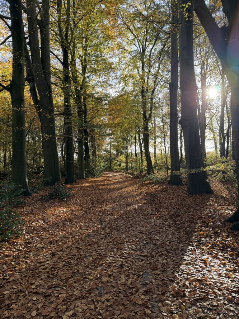 Een herfstbos met zonsondergang, vallende bladeren en wandelpad tussen hoge bomen in de herfst, natuurlijke omgeving voor outdoor activiteiten en ontspanning.