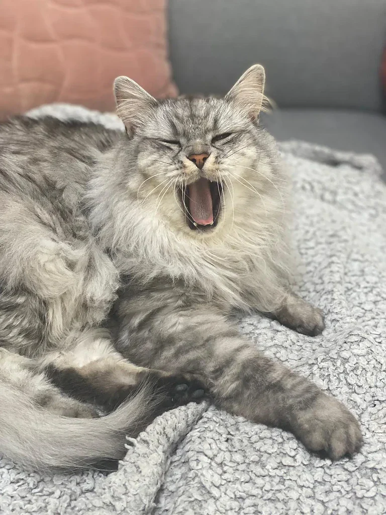 Yip de kater van Ruben